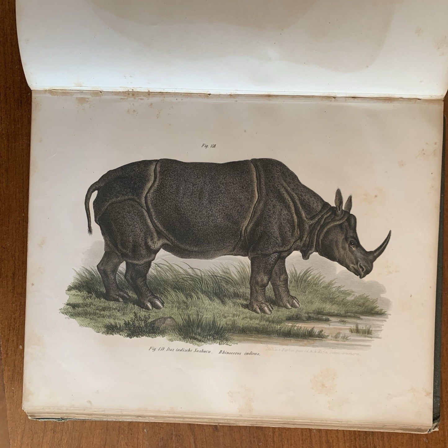 Leopold Joseph Fitzinger. 1860 Illustrated Atlas of Mammals in all their Forms
