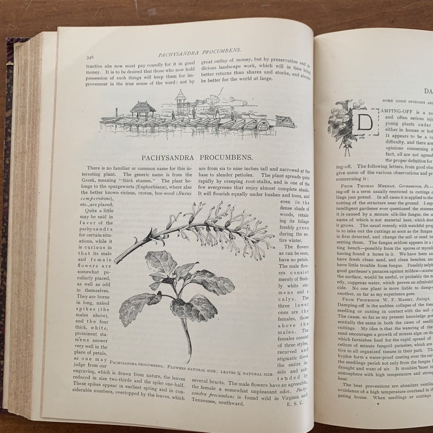 1890 The American Garden Illustrated Journal of Horticulture Advertisements