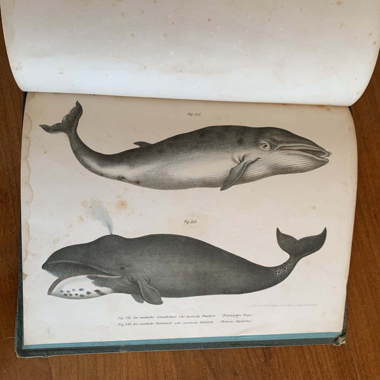 Leopold Joseph Fitzinger. 1860 Illustrated Atlas of Mammals in all their Forms