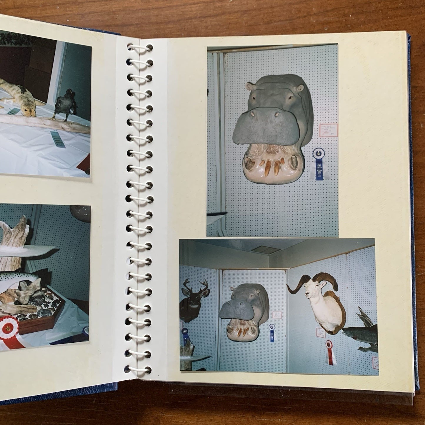 Maine Association of Taxidermist Contest Photo Album / Hippo Animals Taxidermy