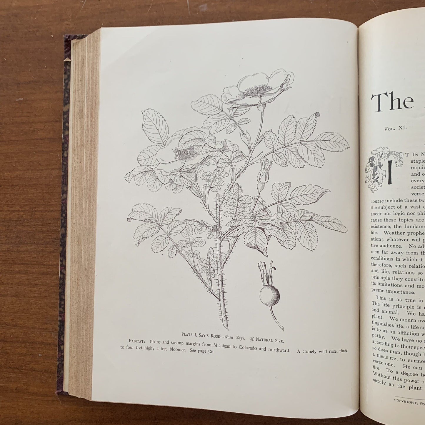 1890 The American Garden Illustrated Journal of Horticulture Advertisements