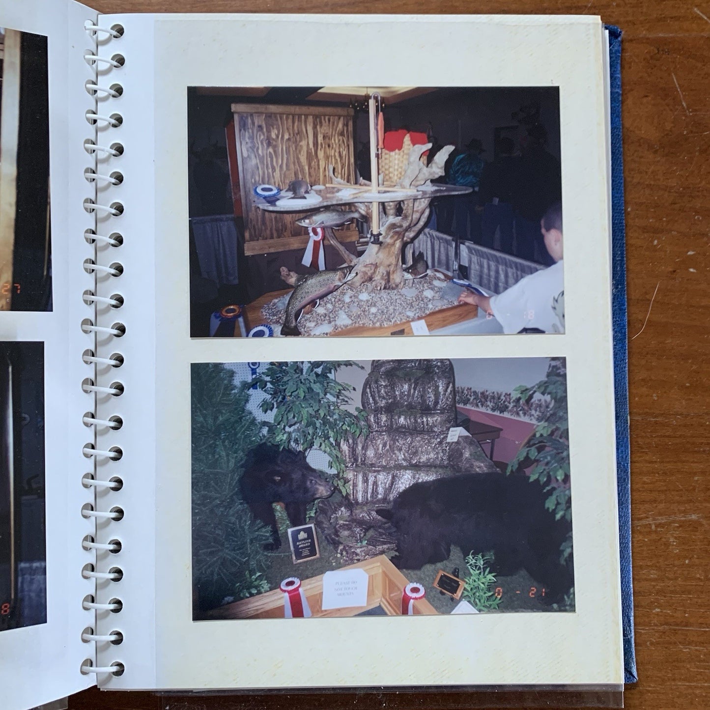 Maine Association of Taxidermist Contest Photo Album / Hippo Animals Taxidermy