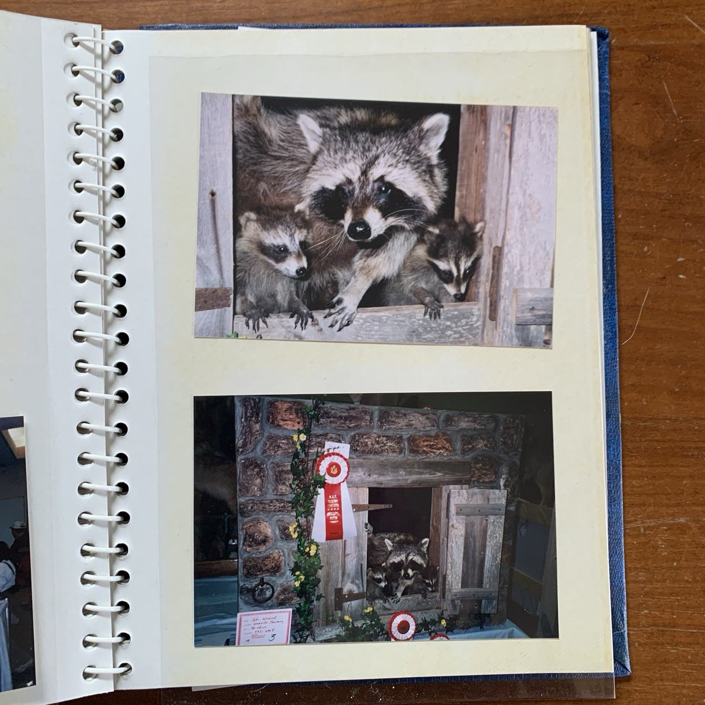 Maine Association of Taxidermist Contest Photo Album / Hippo Animals Taxidermy