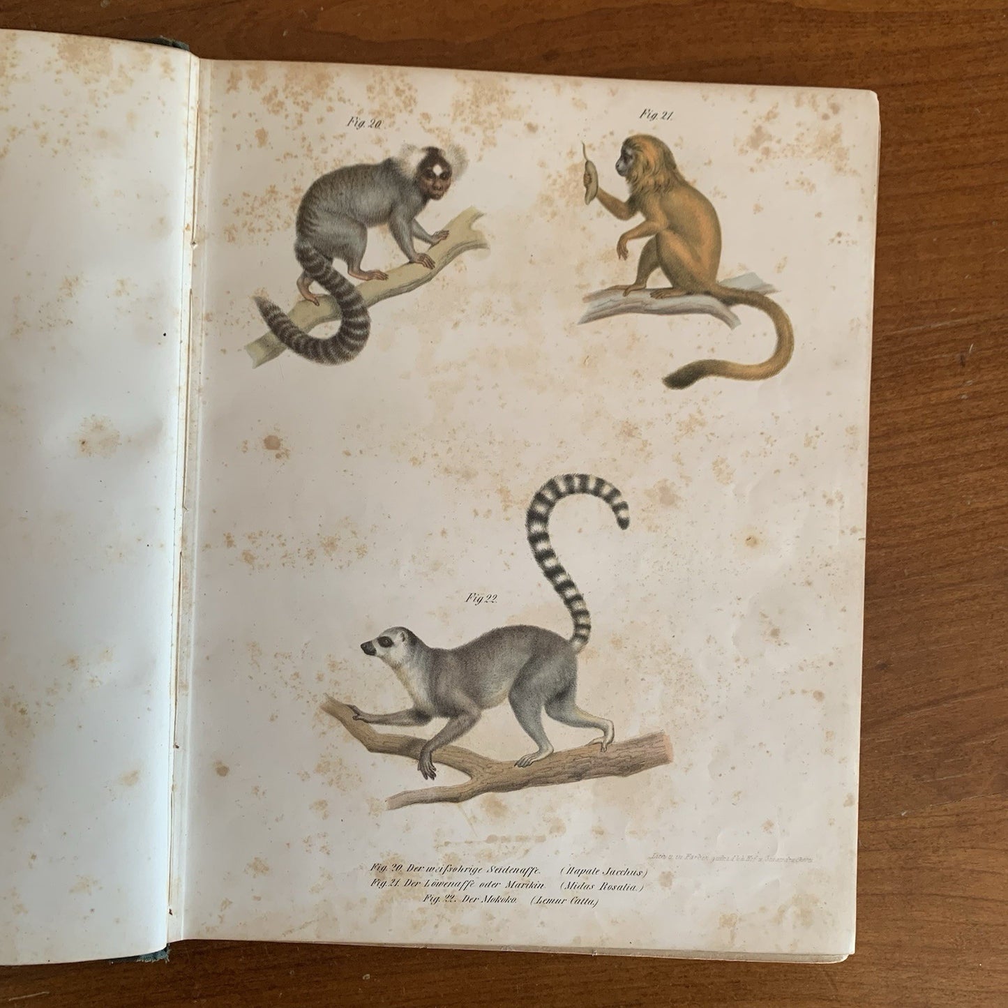 Leopold Joseph Fitzinger. 1860 Illustrated Atlas of Mammals in all their Forms