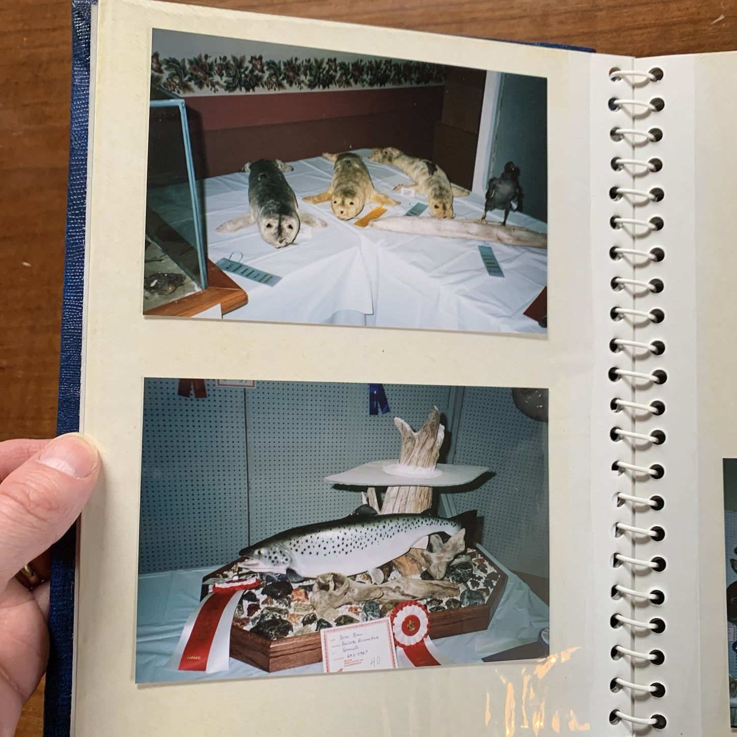 Maine Association of Taxidermist Contest Photo Album / Hippo Animals Taxidermy