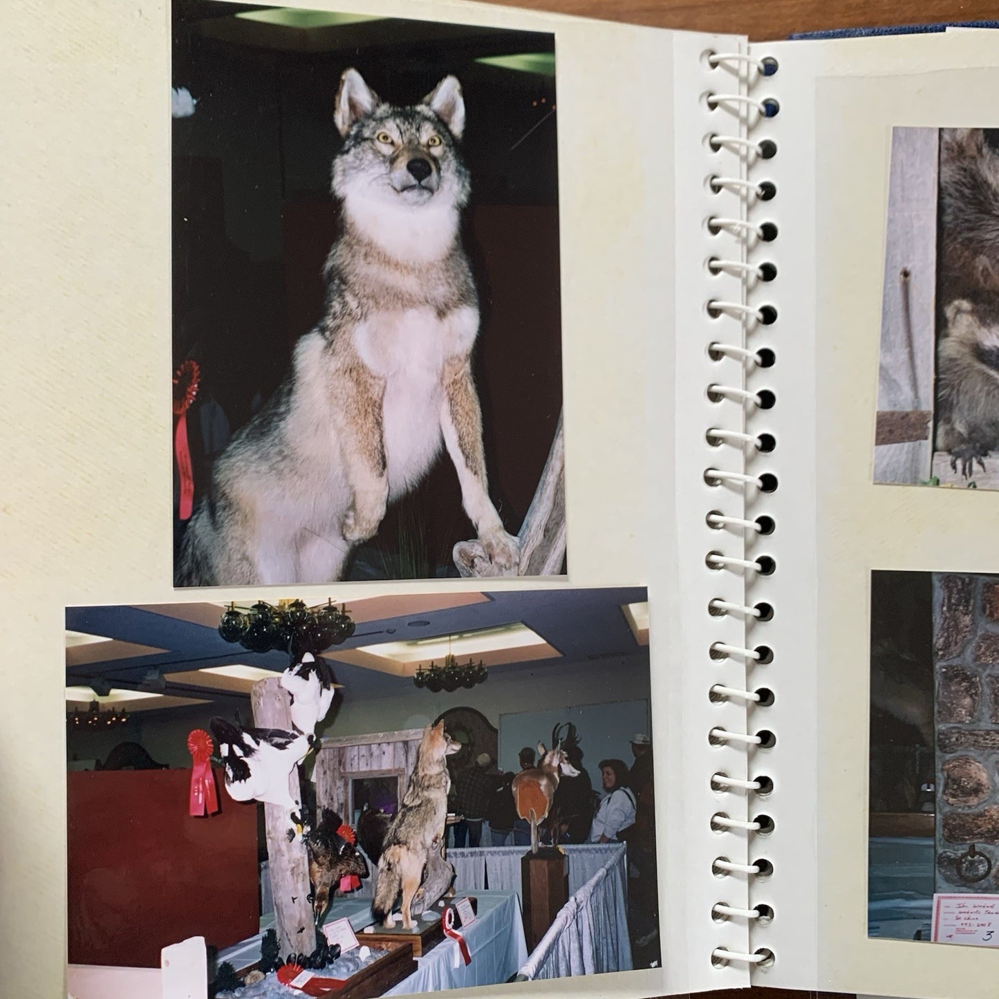 Maine Association of Taxidermist Contest Photo Album / Hippo Animals Taxidermy