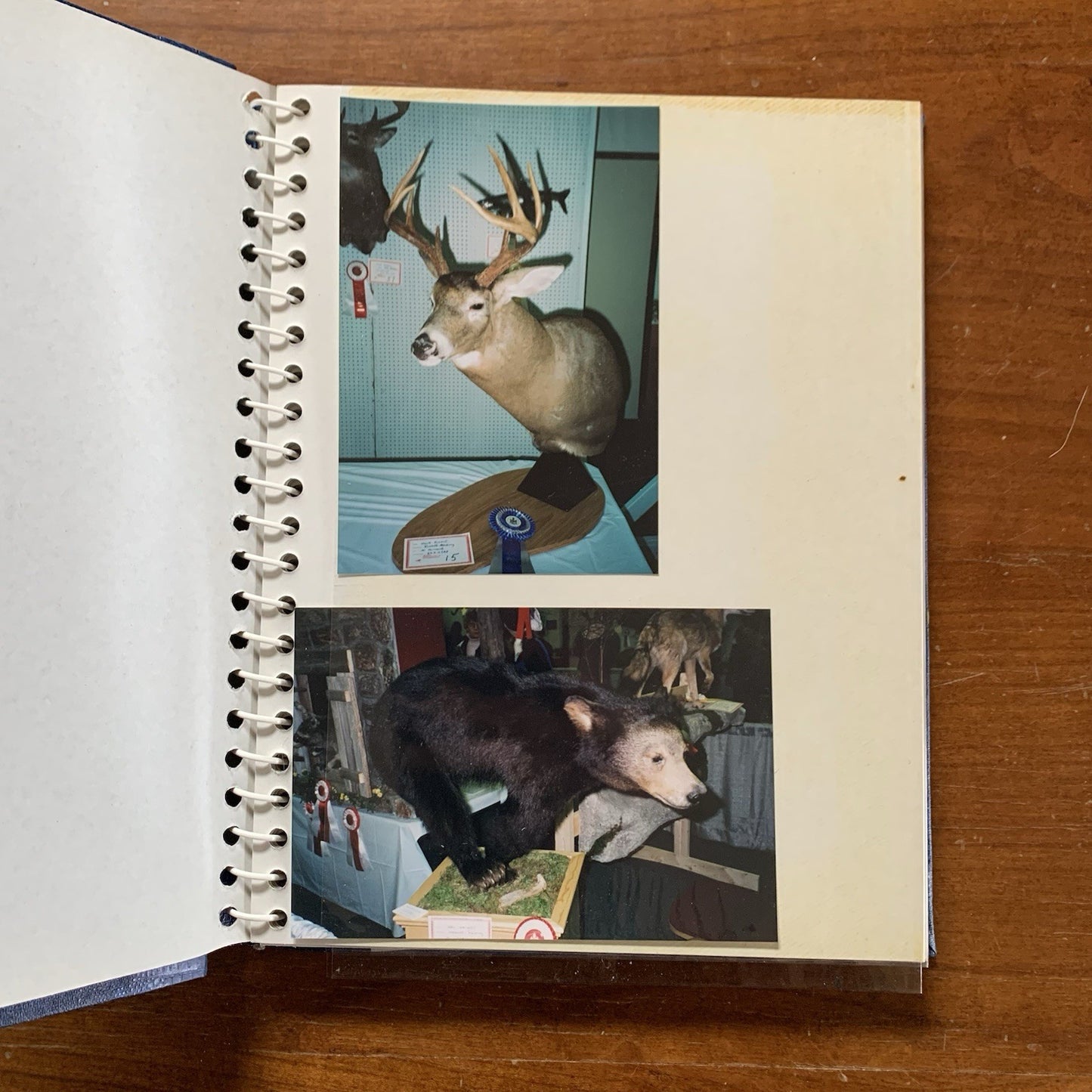Maine Association of Taxidermist Contest Photo Album / Hippo Animals Taxidermy