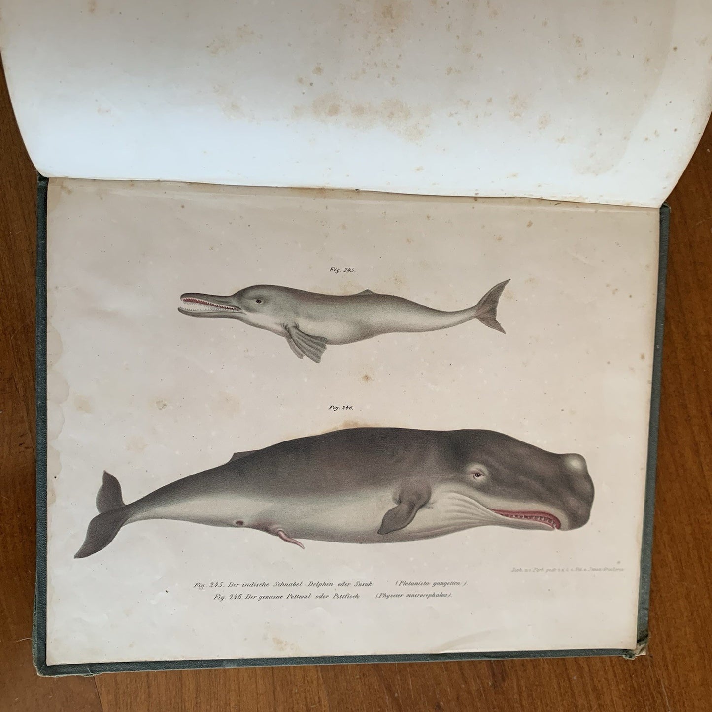Leopold Joseph Fitzinger. 1860 Illustrated Atlas of Mammals in all their Forms