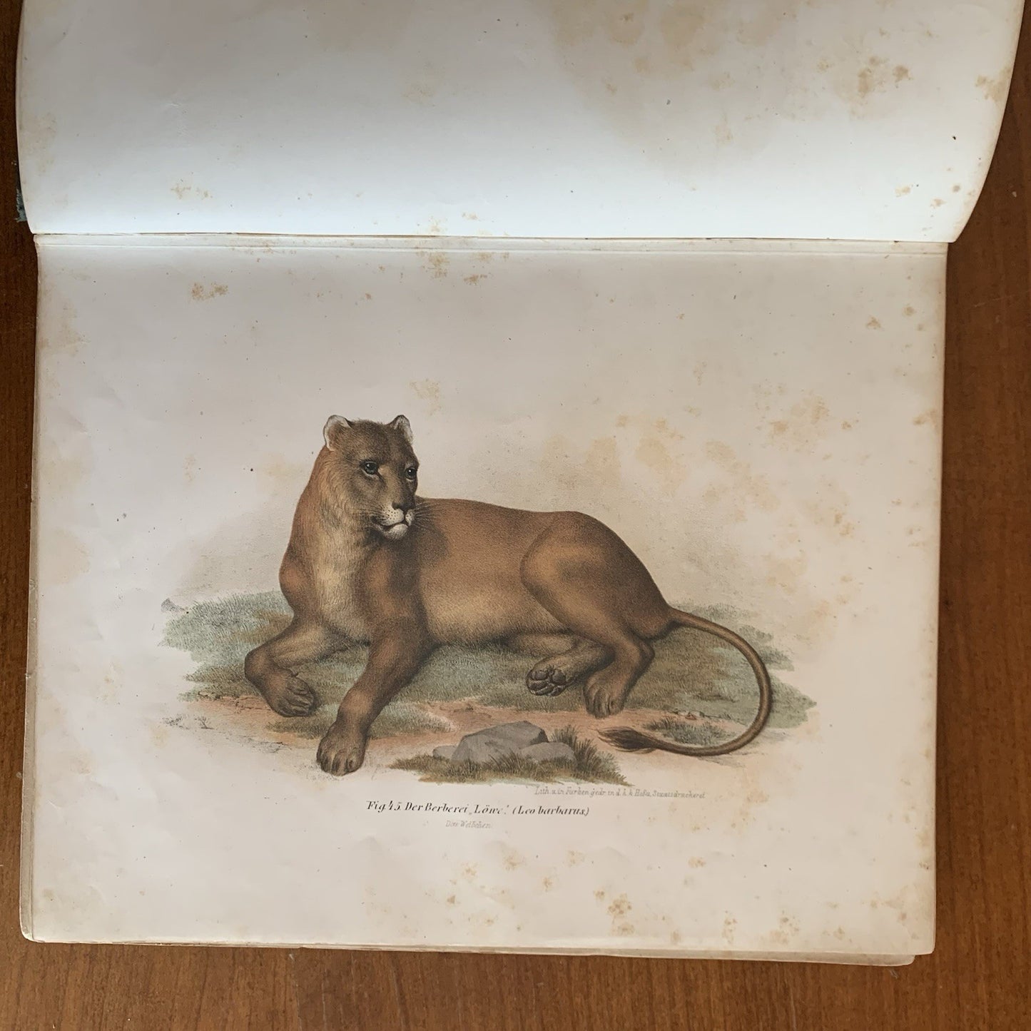 Leopold Joseph Fitzinger. 1860 Illustrated Atlas of Mammals in all their Forms