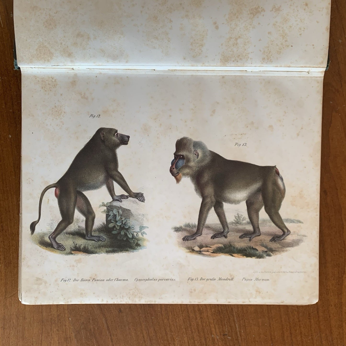 Leopold Joseph Fitzinger. 1860 Illustrated Atlas of Mammals in all their Forms