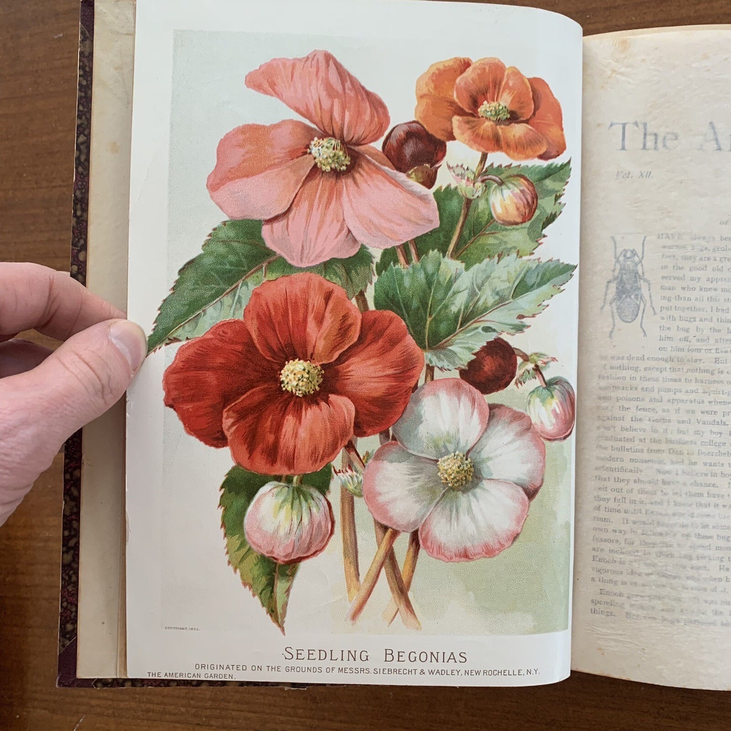 1891 The American Garden Illustrated Journal of Horticulture Advertisements