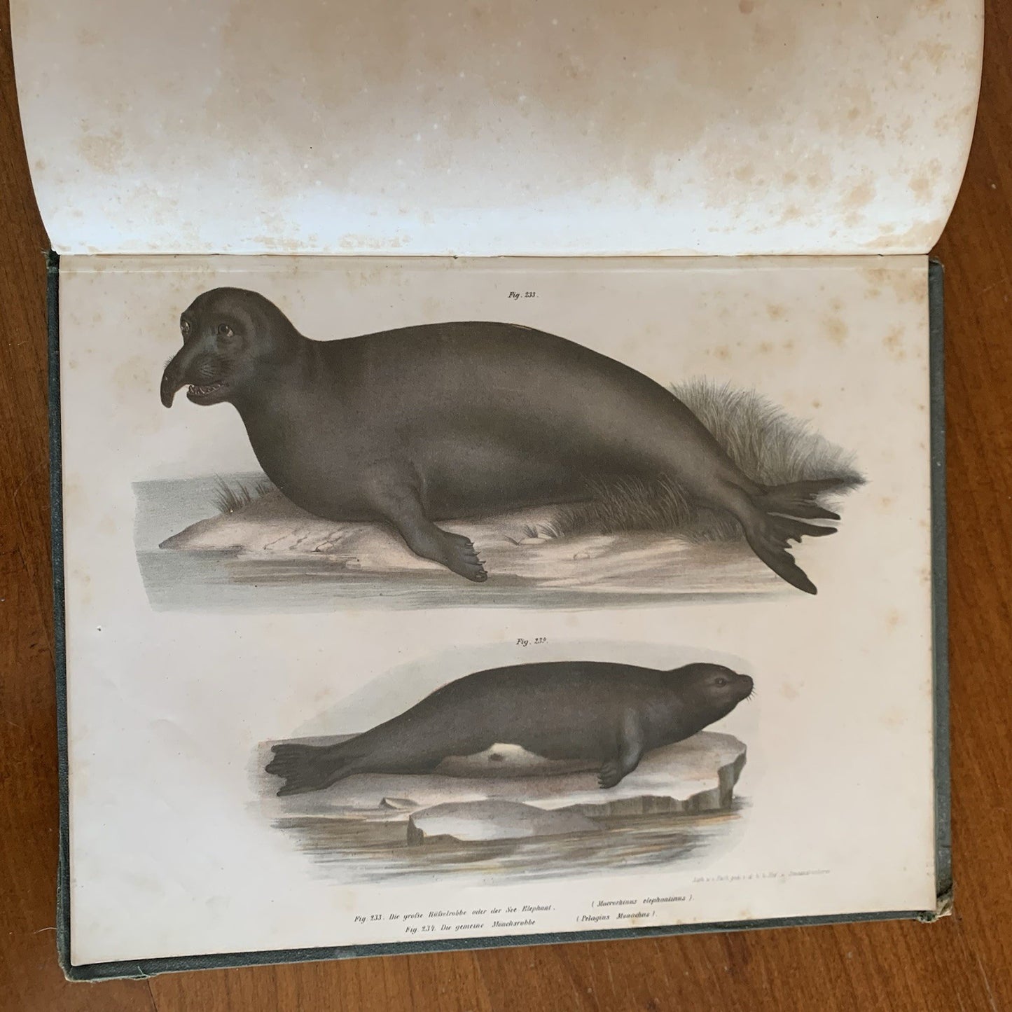 Leopold Joseph Fitzinger. 1860 Illustrated Atlas of Mammals in all their Forms