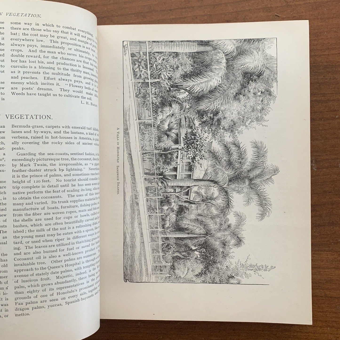 1890 The American Garden Illustrated Journal of Horticulture Advertisements