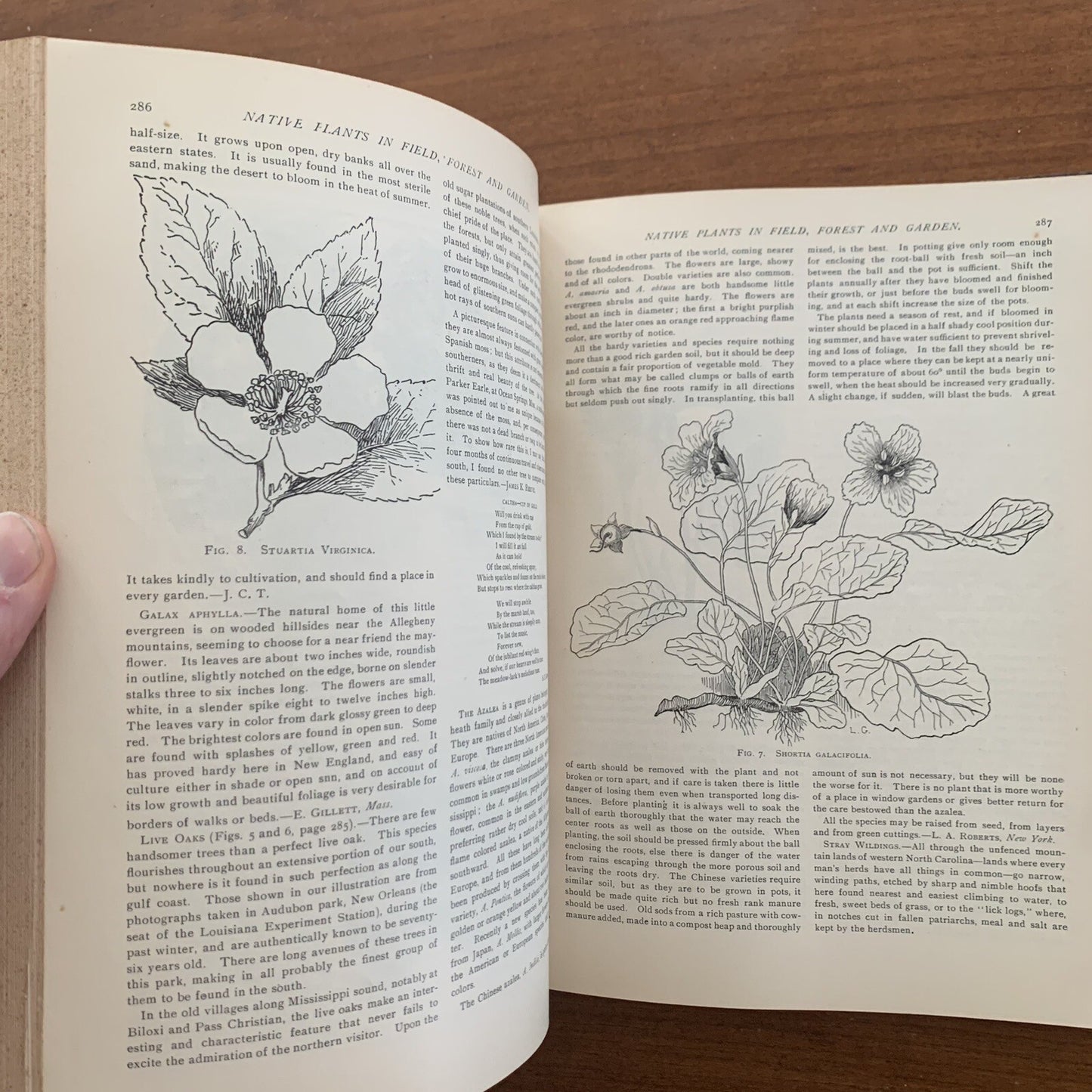 1891 The American Garden Illustrated Journal of Horticulture Advertisements