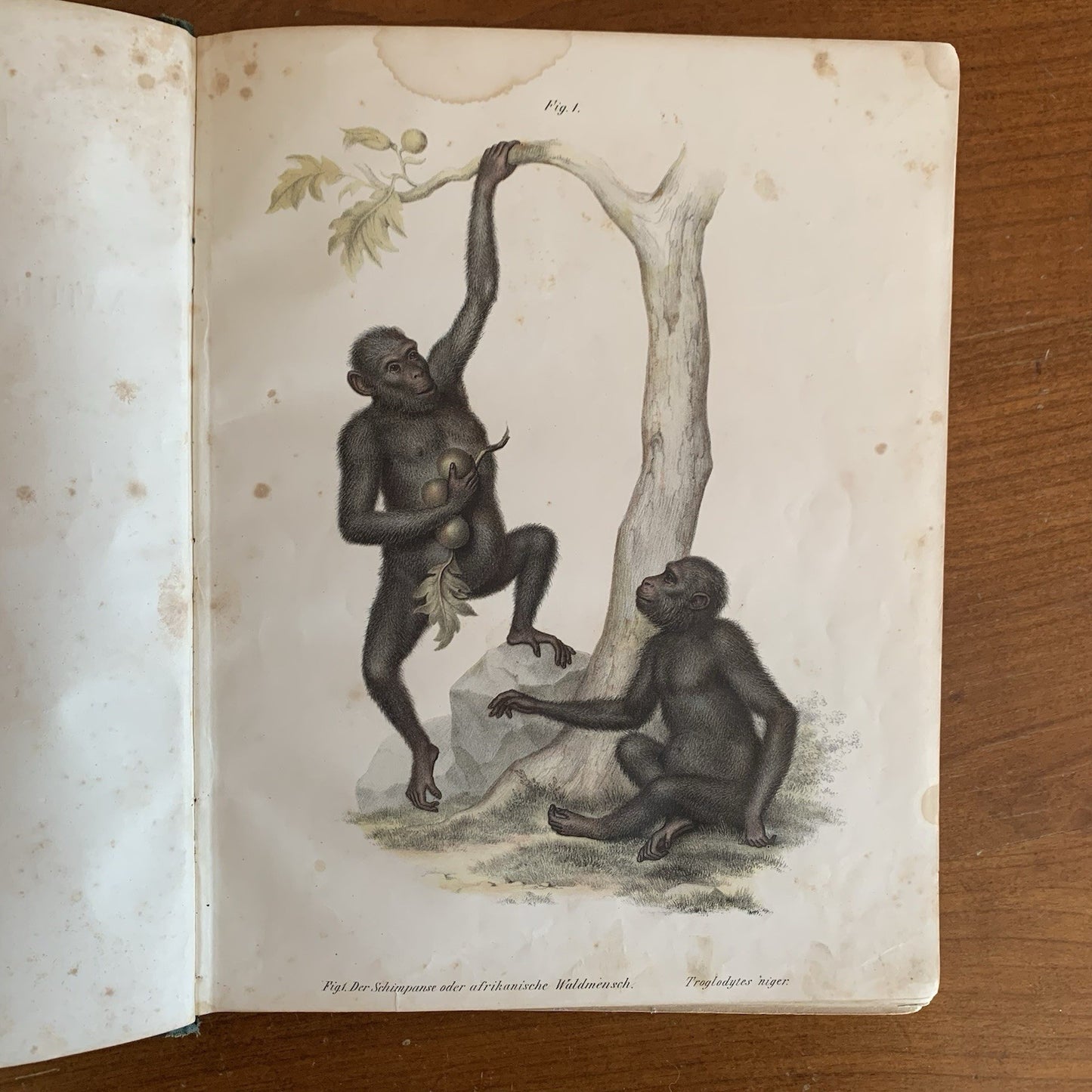Leopold Joseph Fitzinger. 1860 Illustrated Atlas of Mammals in all their Forms
