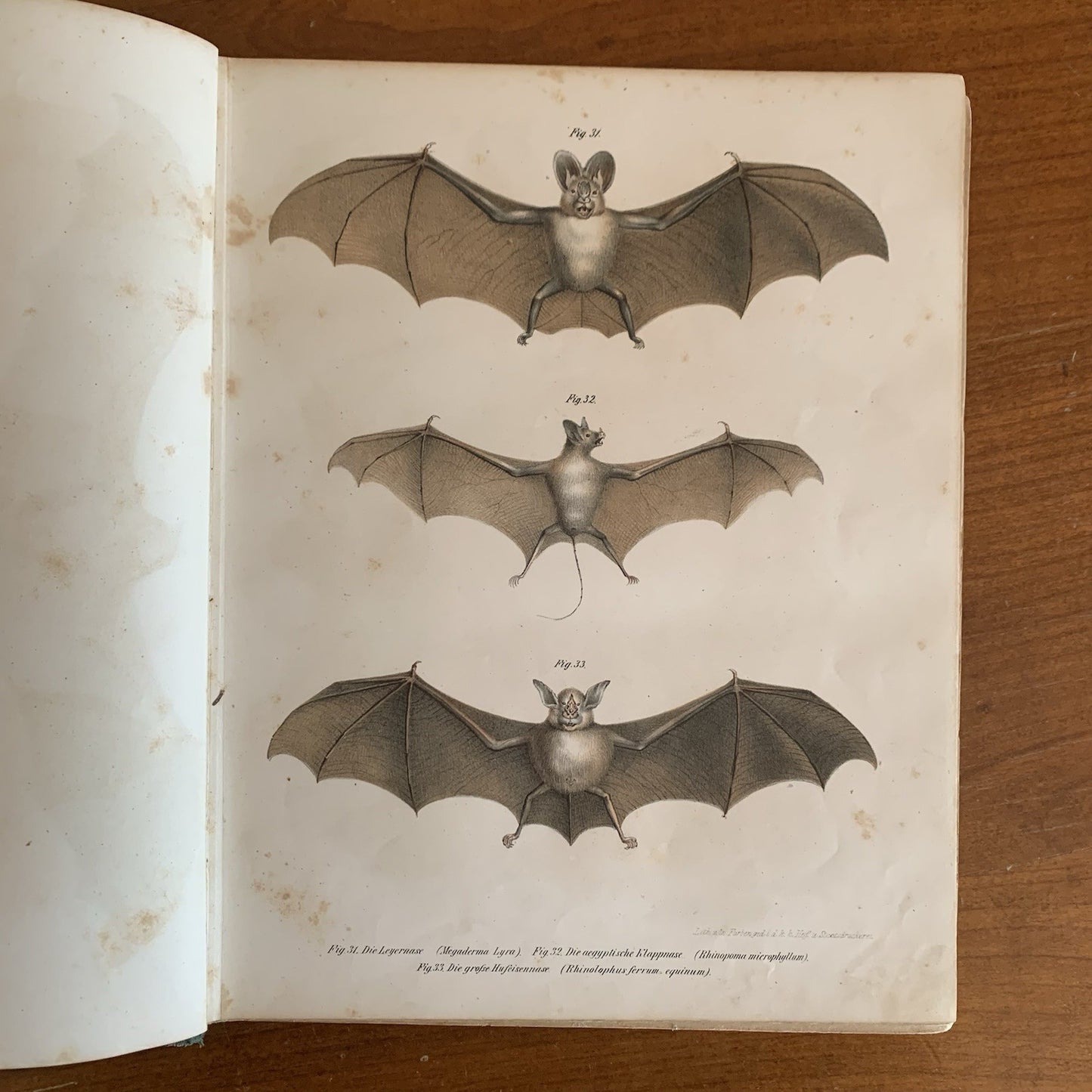 Leopold Joseph Fitzinger. 1860 Illustrated Atlas of Mammals in all their Forms