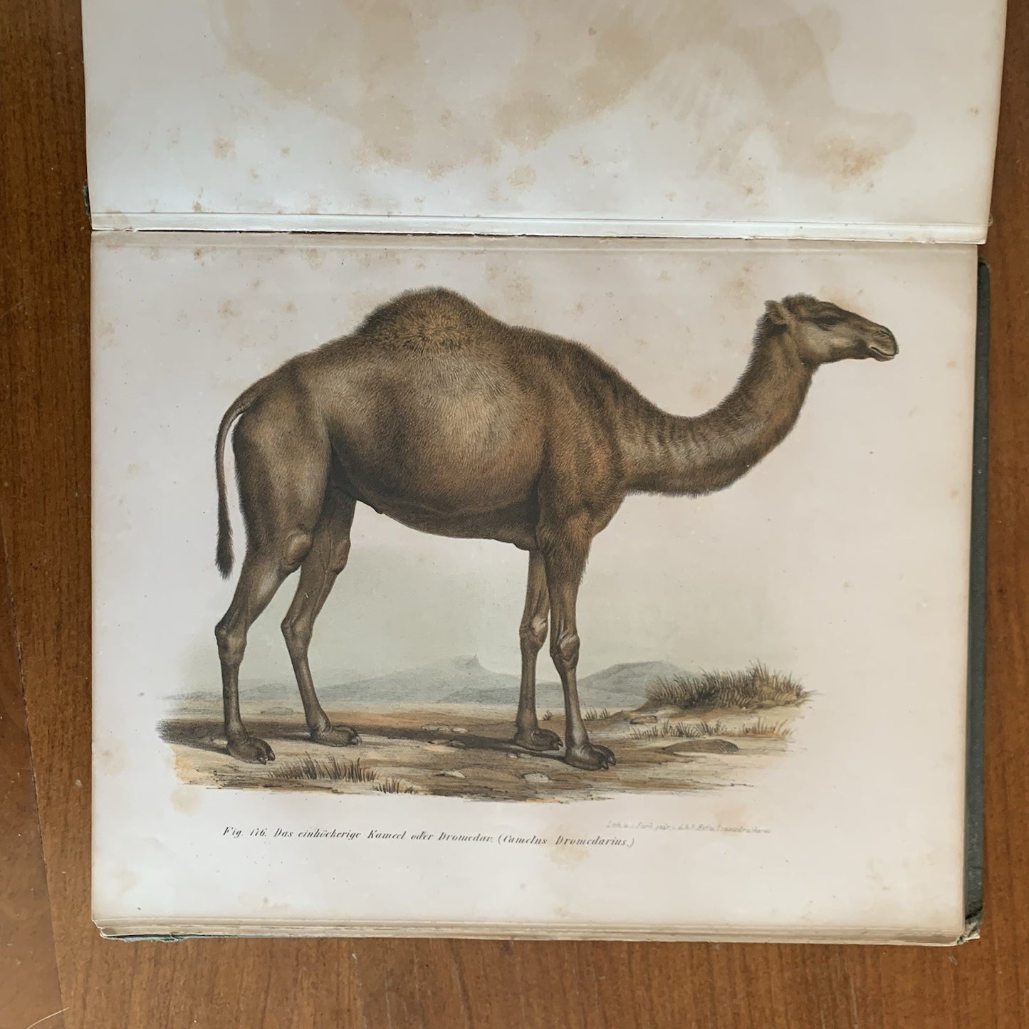 Leopold Joseph Fitzinger. 1860 Illustrated Atlas of Mammals in all their Forms