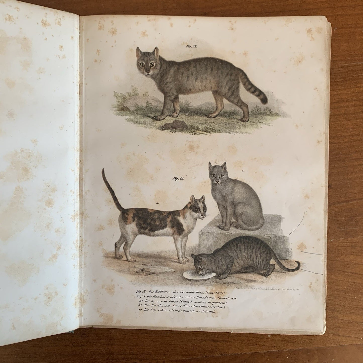 Leopold Joseph Fitzinger. 1860 Illustrated Atlas of Mammals in all their Forms
