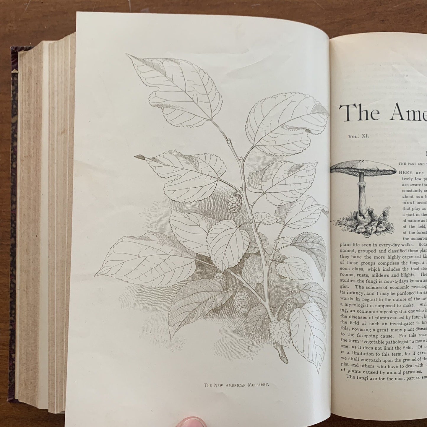 1890 The American Garden Illustrated Journal of Horticulture Advertisements