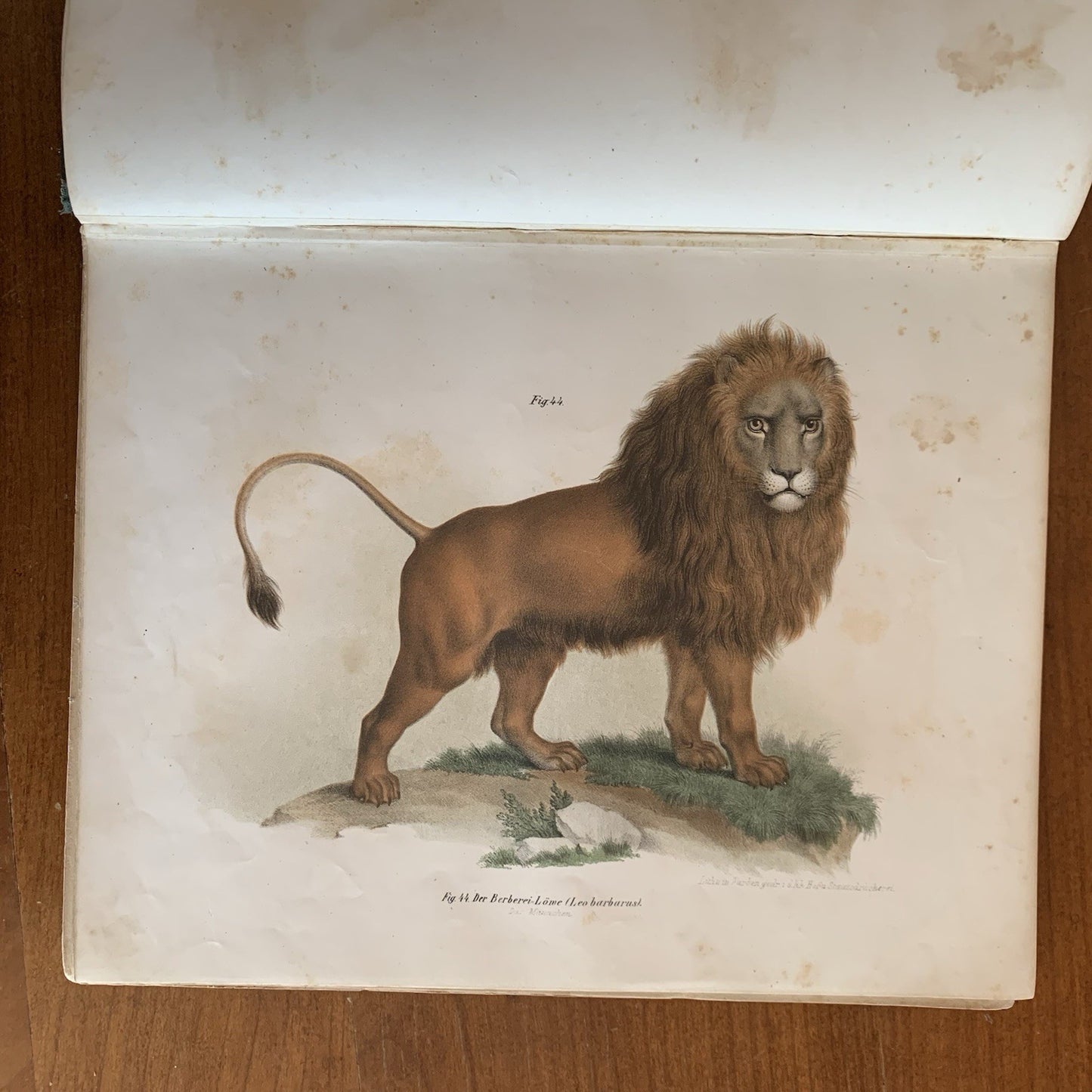 Leopold Joseph Fitzinger. 1860 Illustrated Atlas of Mammals in all their Forms