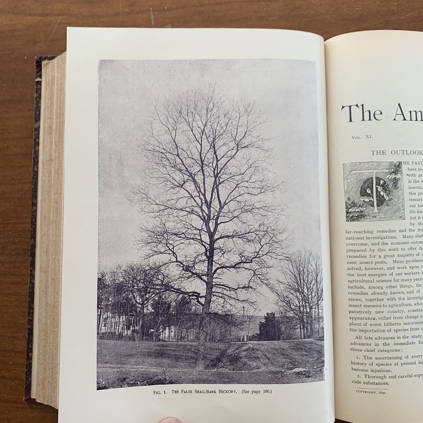 1890 The American Garden Illustrated Journal of Horticulture Advertisements