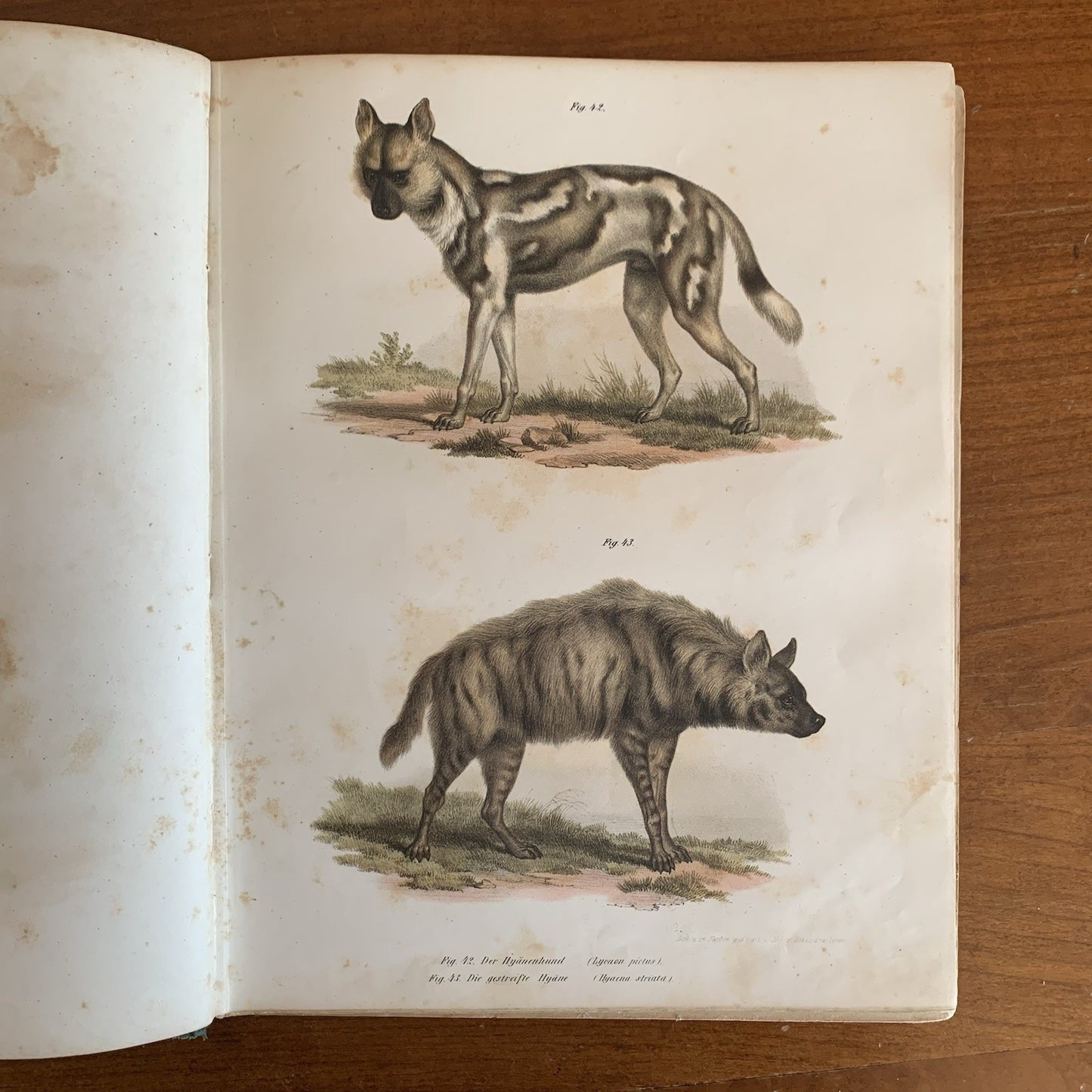 Leopold Joseph Fitzinger. 1860 Illustrated Atlas of Mammals in all their Forms