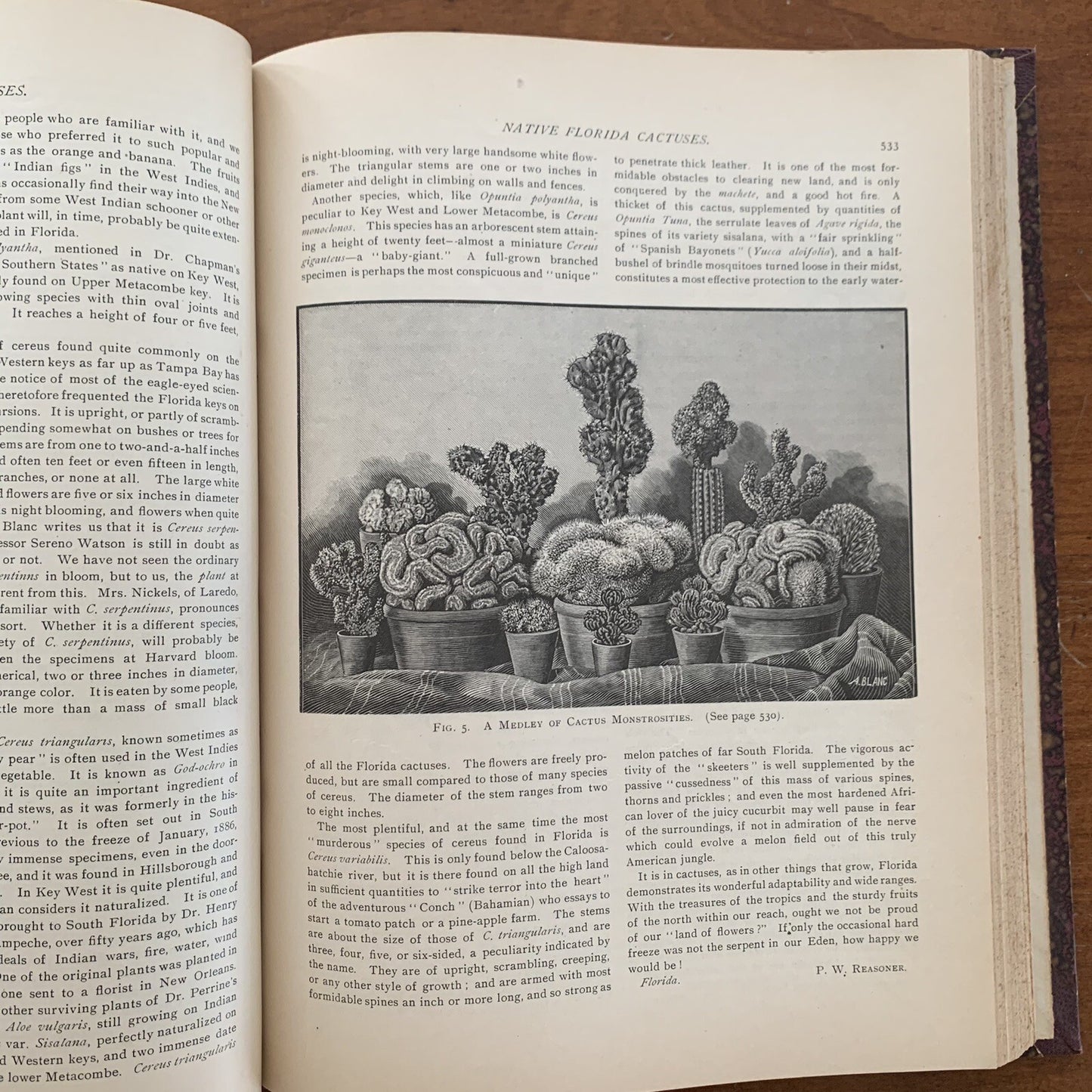 1890 The American Garden Illustrated Journal of Horticulture Advertisements