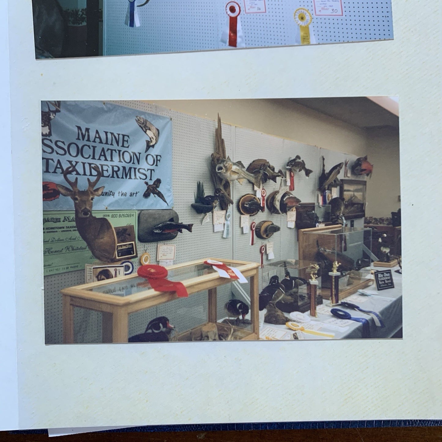 Maine Association of Taxidermist Contest Photo Album / Hippo Animals Taxidermy