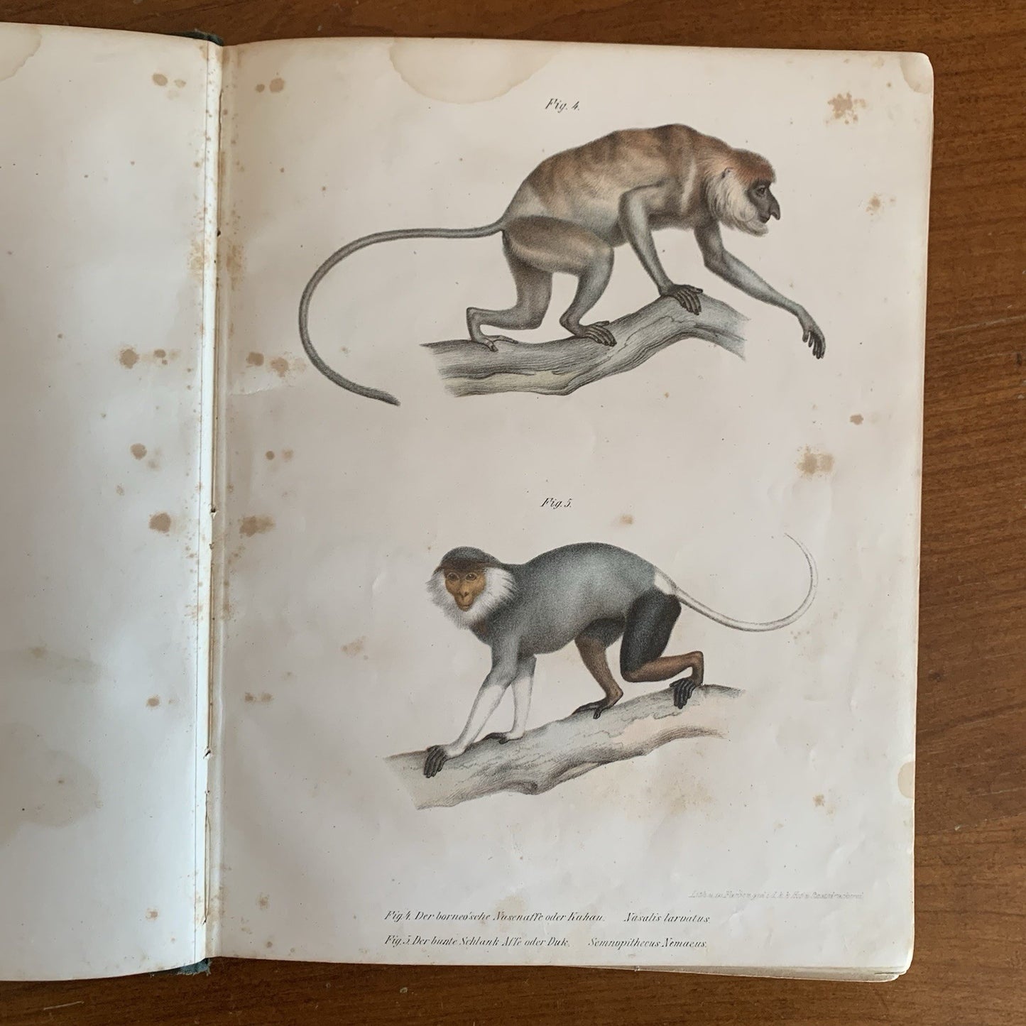 Leopold Joseph Fitzinger. 1860 Illustrated Atlas of Mammals in all their Forms