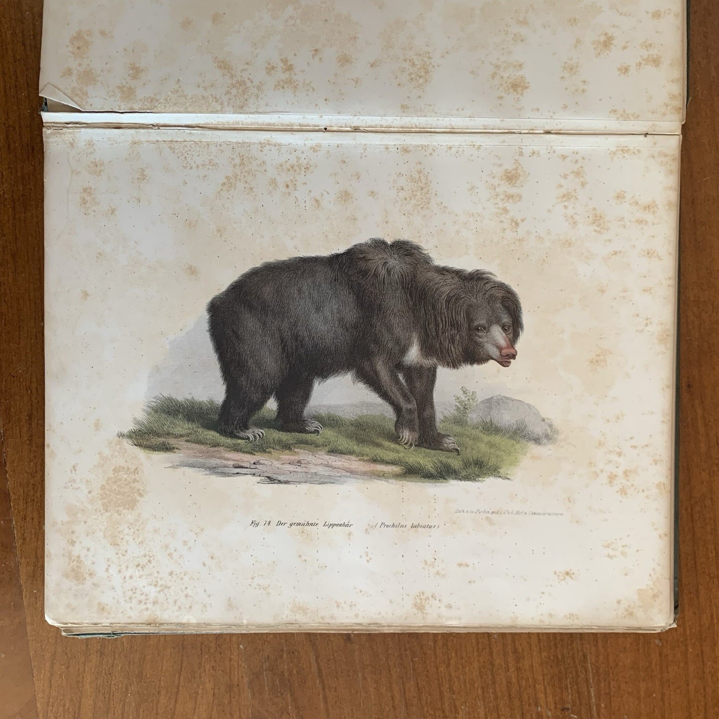 Leopold Joseph Fitzinger. 1860 Illustrated Atlas of Mammals in all their Forms