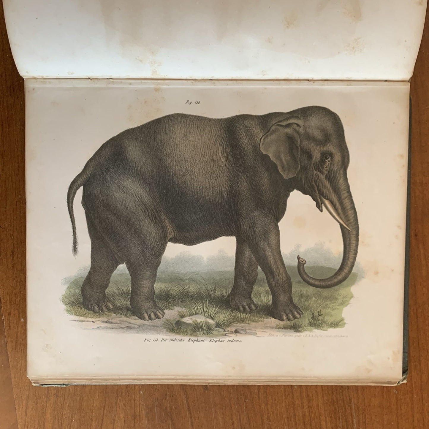 Leopold Joseph Fitzinger. 1860 Illustrated Atlas of Mammals in all their Forms