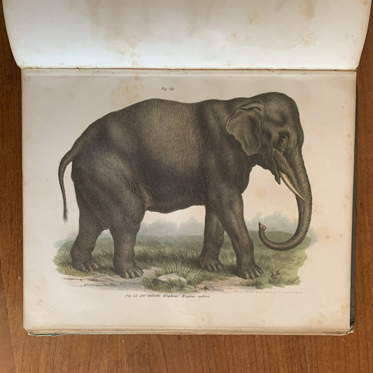 Leopold Joseph Fitzinger. 1860 Illustrated Atlas of Mammals in all their Forms