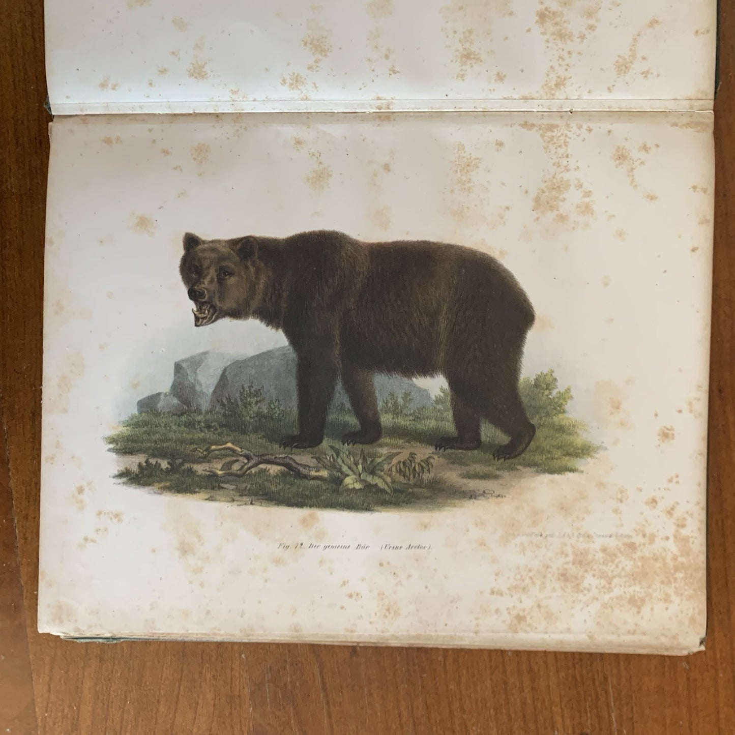Leopold Joseph Fitzinger. 1860 Illustrated Atlas of Mammals in all their Forms