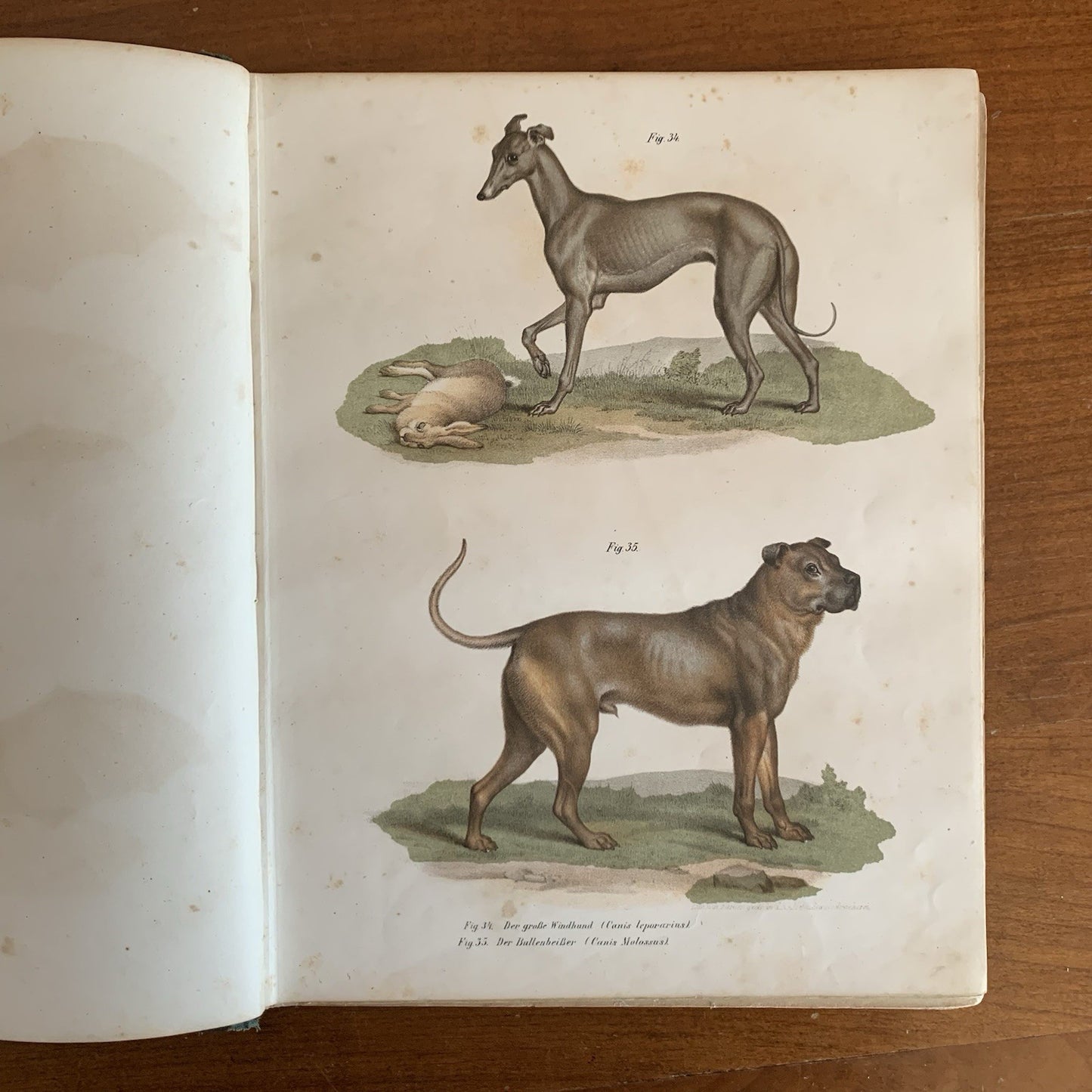 Leopold Joseph Fitzinger. 1860 Illustrated Atlas of Mammals in all their Forms