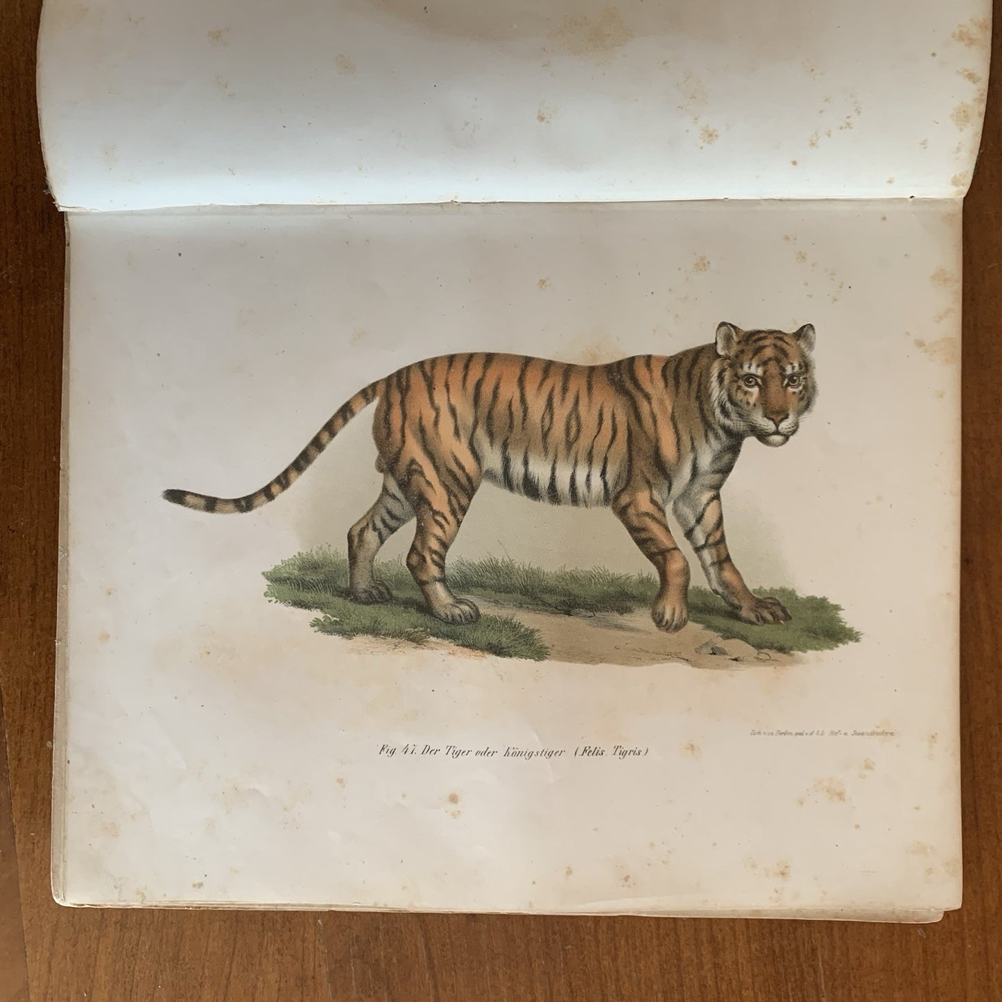 Leopold Joseph Fitzinger. 1860 Illustrated Atlas of Mammals in all their Forms