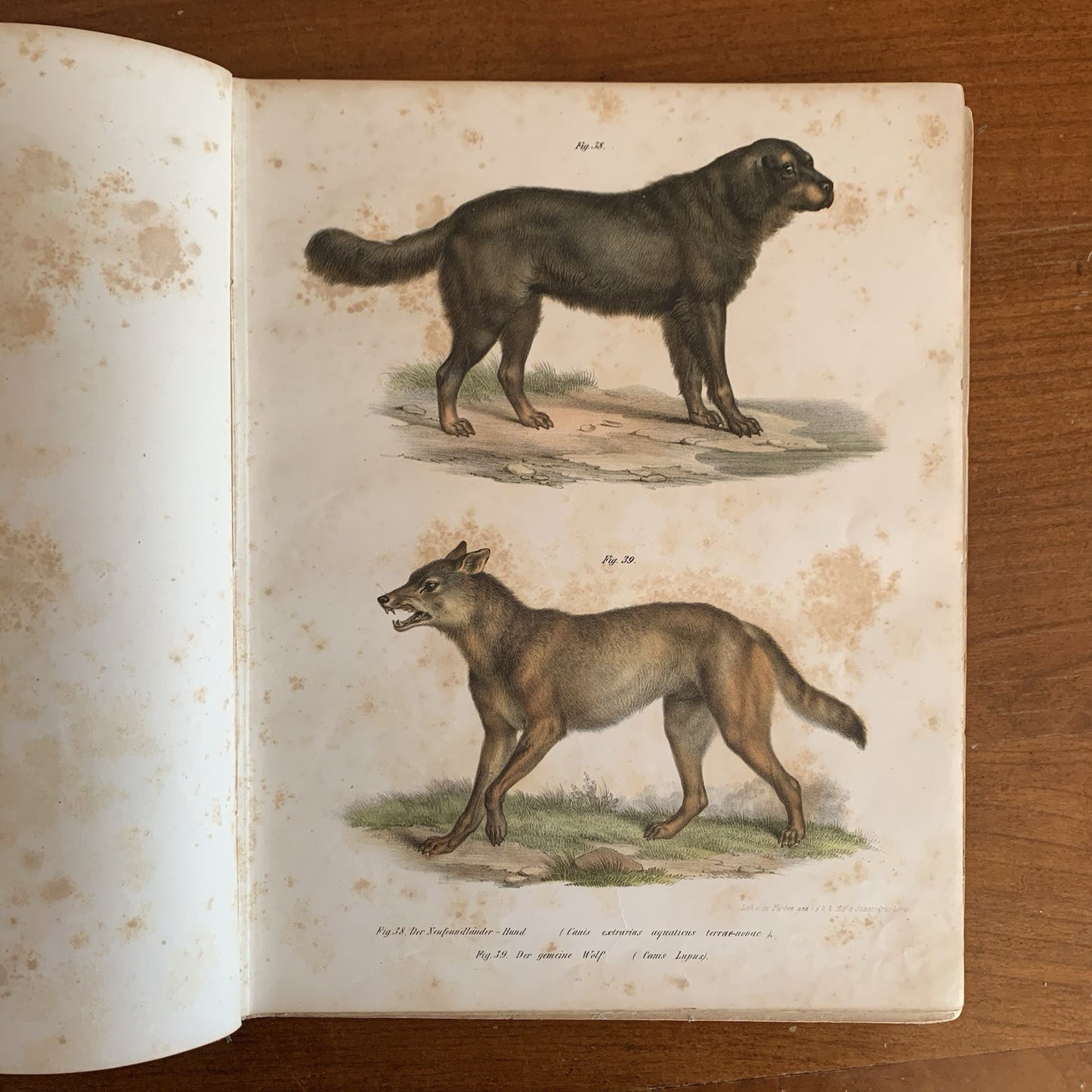 Leopold Joseph Fitzinger. 1860 Illustrated Atlas of Mammals in all their Forms