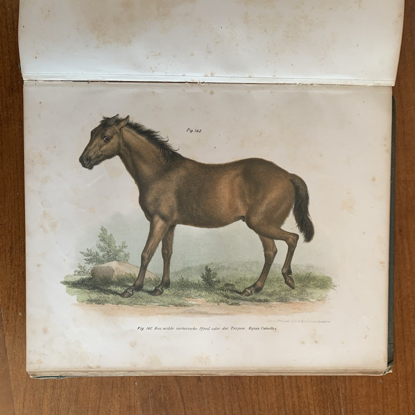 Leopold Joseph Fitzinger. 1860 Illustrated Atlas of Mammals in all their Forms