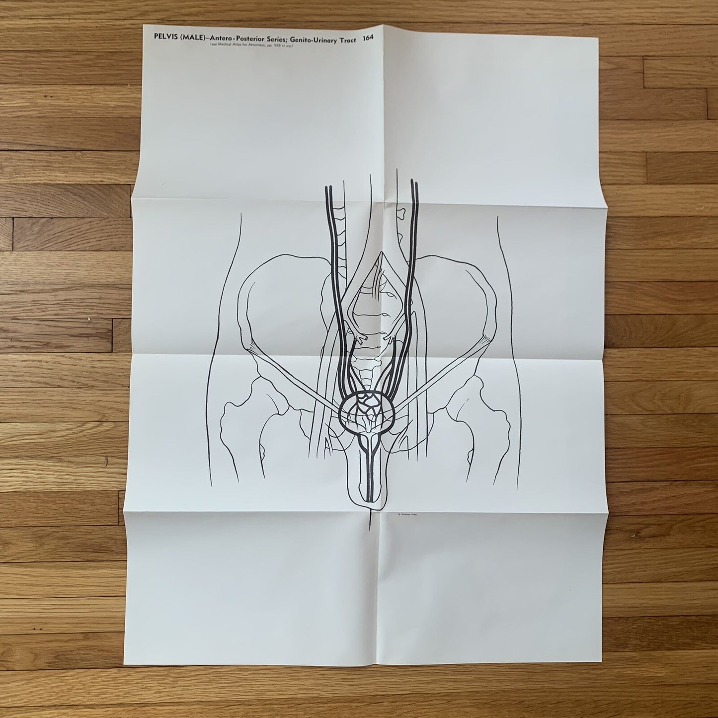 Medical Atlas For Attorneys / Courtroom Drawings / Harold Williams / 1960s Legal